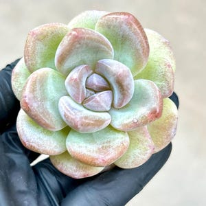 Echeveria Black Ice | Live Succulent Plant | Korean Succulent | Rare Imported sedum | Imported Plants