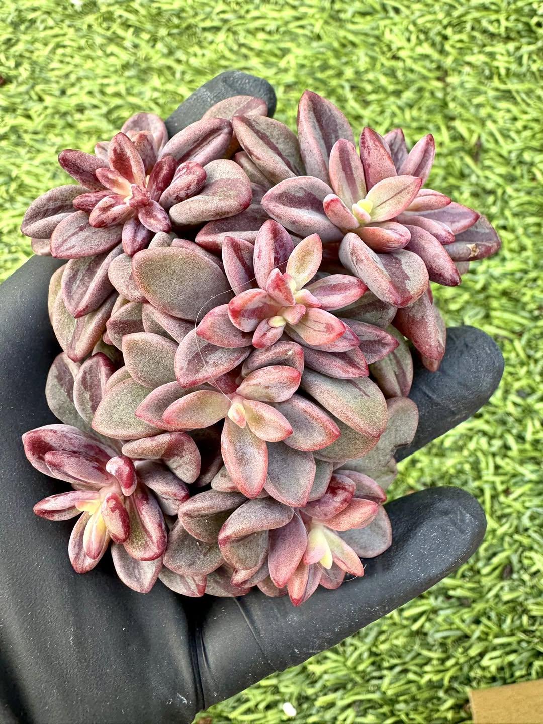 Variegated Echeveria Rezry| Rare Imported Succulent | Collector's