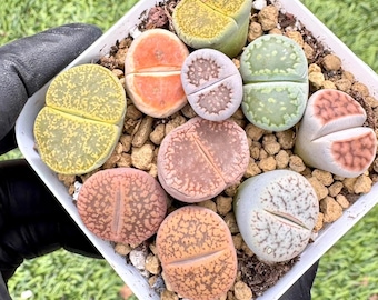 Lithops Live Succulent Plants | Rare Imported Succulent | Collector’s Succulent