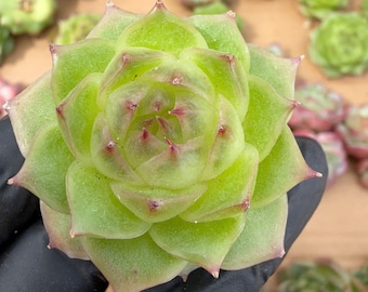Echeveria Emsee | Rare Imported Succulent | Collector Succulent