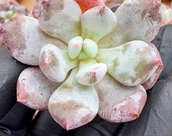 Pachyphytum Blue Fairy Bundle 5pcs | Rare Imported Succulent | Collector’s Succulent