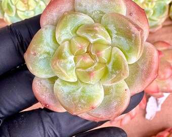 Echeveria Houmeng | Rare Imported Succulent | Collector’s Succulent