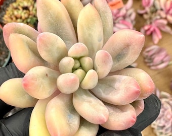 Pachyveria Red Dragonfly Variegated | Rare Imported Succulent | Collector’s Succulent