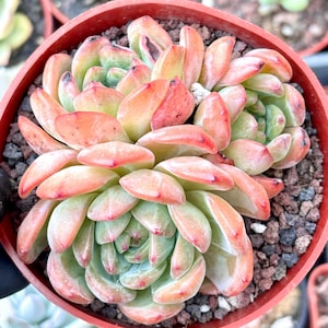 Echeveria Celebrity | Live Succulent Plant | Korean Succulent | Rare Imported Echeveria | Imported Plants