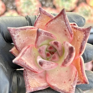 Echeveria Romeo | Live Succulent Plant | Korean Succulent | Rare Imported Echeveria | Imported Plants