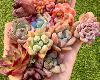 Echeveria Mix Set 10pcs | Rare Imported Succulent | Collector’s Succulent