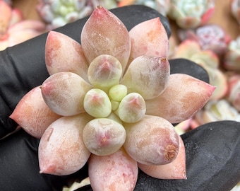 Echeveria Midsummer Bundle 5pcs  | Rare Imported Succulent | Collector’s Succulent