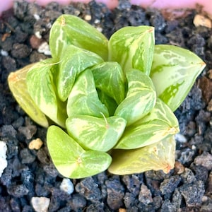 Haworthia Bao Cao Variegated | Live Succulent Plant | Korean Succulent | Rare Imported Echeveria | Imported Plants