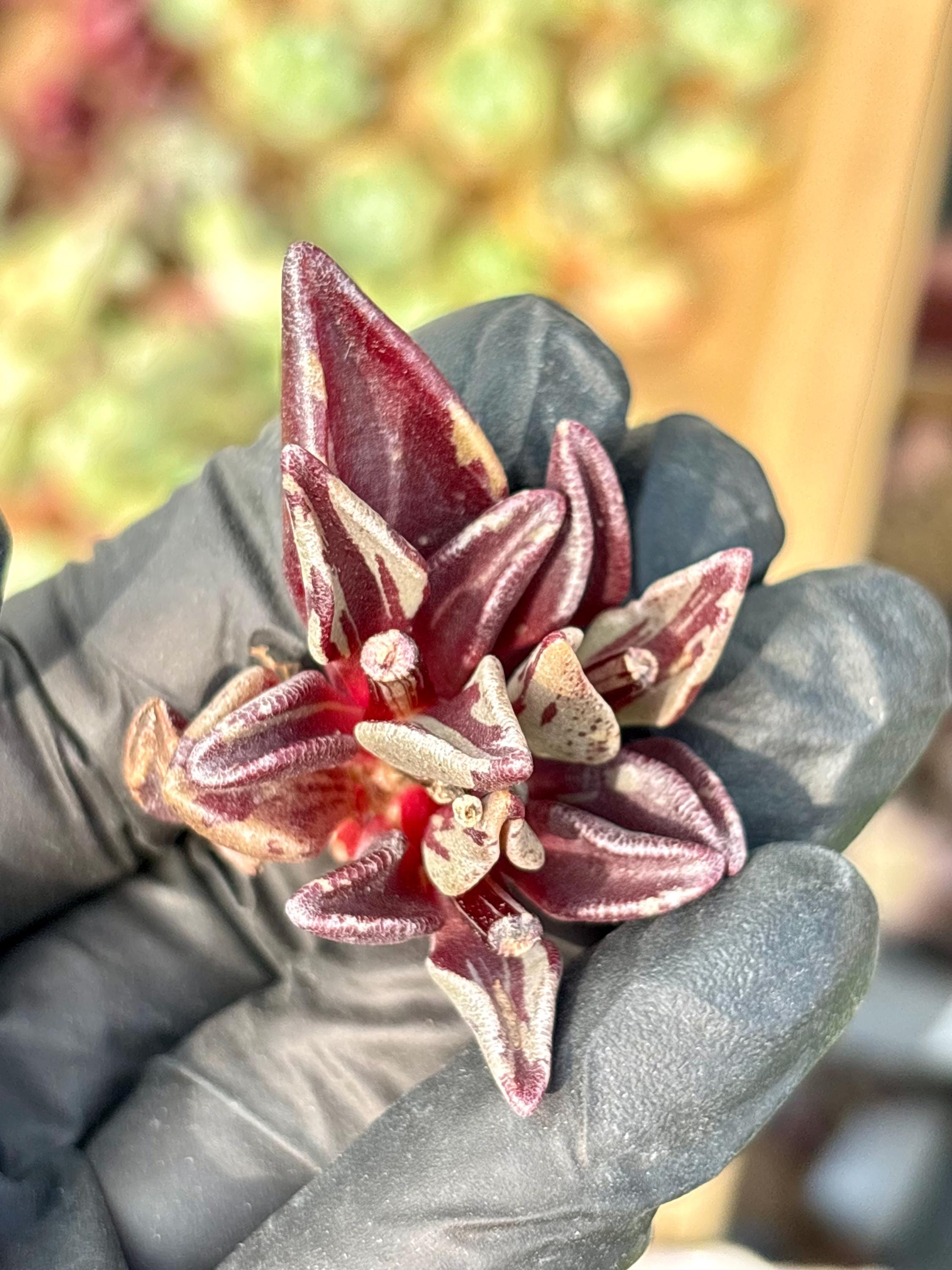Variegated Lenophyllum Guttatum | Rare Imported Succulent | Collector's  Succulent - Etsy