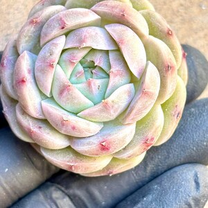 Echeveria Pink Lady | Live Succulent Plant | Korean Succulent | Rare Imported Echeveria | Imported Plants