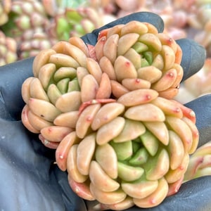 Echeveria Peace Bird | Live Succulent Plant | Echeveria Cluster | Rare Imported Echeveria | Imported Plants
