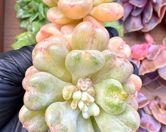 Echeveria Bill Gates | Rare Imported Succulent | Collector’s Succulent