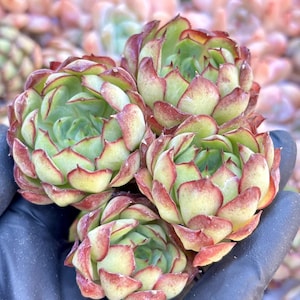 Echeveria Dream Rose | Live Succulent Plant | Echeveria Cluster | Rare Imported Echeveria | Imported Plants