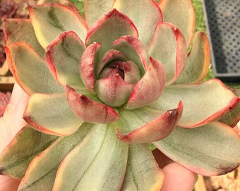 Echeveria Jiliana Variegated | Rare Imported Succulent | Collector’s Succulent