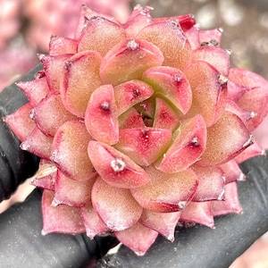 Echeveria Playful  | Live Succulent Plant | Korean Succulent | Rare Imported Echeveria | Imported Plants