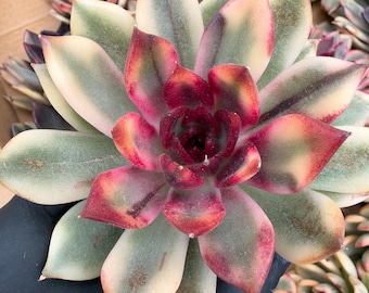Echeveria Flame Mountain Variegated | Rare Imported Succulent | Collector’s Succulent