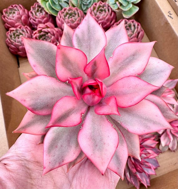 Echeveria Lotus Lamp Variegated | Rare Imported Succulent | Collectors  Succulent