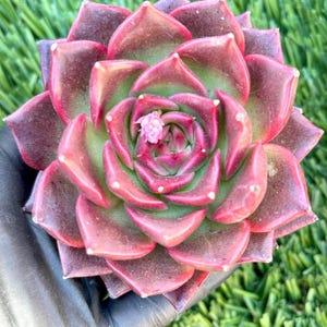 Echeveria Crimson Eyes | Live Succulent Plant | Korean Succulent | Rare Imported Echeveria | Imported Plants