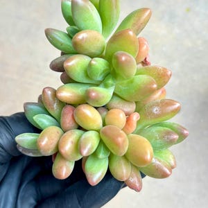 Echeveria Fragrant Mango | Live Succulent Plant | Korean Succulent | Variegated Echeveria | Imported Plants | Echeveria Clusters