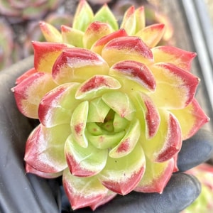 Echeveria Helena  | Live Succulent Plant | Korean Succulent | Rare Imported Echeveria | Imported Plants