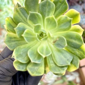 Echeveria Omargaret Variegated | Live Succulent Plant | Korean Succulent | Rare Imported Echeveria | Imported Plants