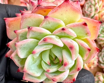 Echeveria Oscar | Rare Imported Succulent | Collector’s Succulent