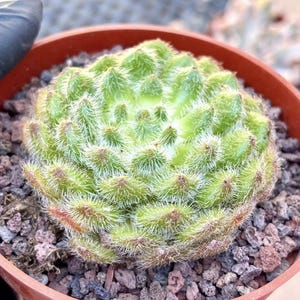 Echeveria Golden Fruit  | Live Succulent Plant | Korean Succulent | Rare Imported Echeveria | Imported Plants