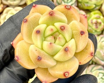 Echeveria Red Cloud | Rare Imported Succulent | Collector’s Succulent
