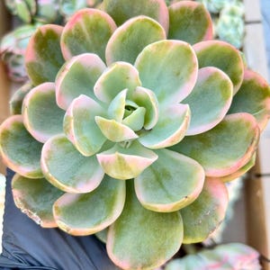 Echeveria Pansy Variegated | Live Succulent Plant | Korean Succulent | Variegated Echeveria | Imported Plants | Echeveria Cluster