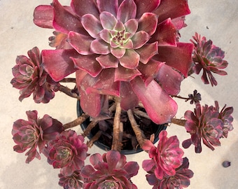 Aeonium Moon Chan Variegated | Live Succulent Plant | Korean Succulent | Rare Imported Aeonium | Imported Plants