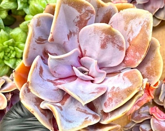 Echeveria Love Pearl | Rare Imported Succulent | Collector Succulent