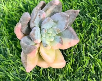 Sedeveria Blue Mist Variegated | Rare Imported Succulent | Collector’s Succulent