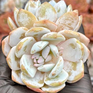 Echeveria Snow Lotus  | Live Succulent Plant | Korean Succulent | Rare Imported Echeveria | Imported Plants