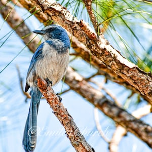 Florida Scrub Jay