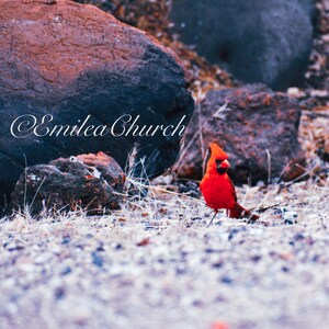 Northern Cardinal