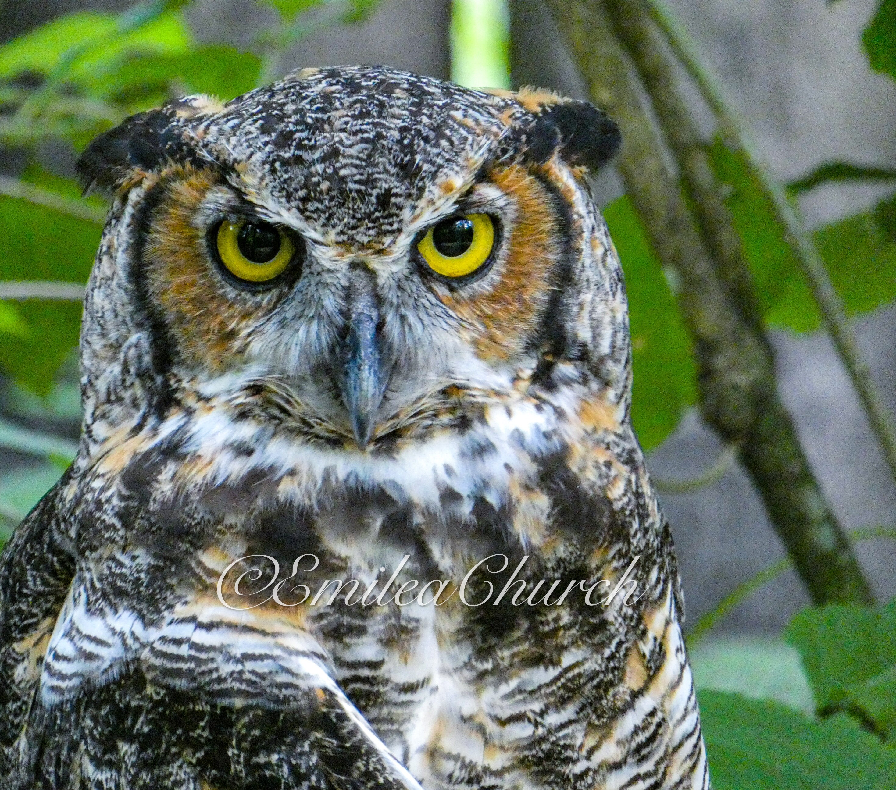 Great Horned Owl