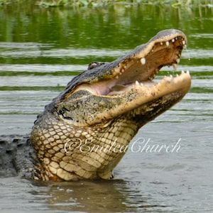 Alligator