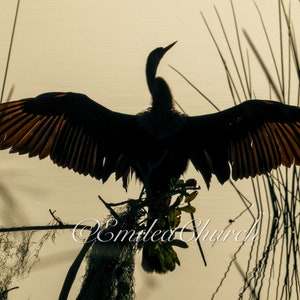 Peut inclure: Silhouette d'un oiseau avec ses ailes déployées, perché sur une branche sur un fond brun clair.