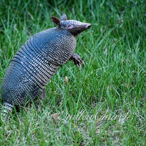 Nine-banded Armadillo Photo, Florida Wildlife (digital Download