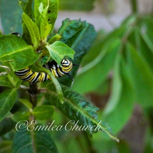 Monarch Caterpillar