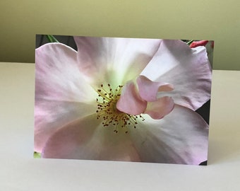 Flower Closeup Greeting Card / Pink, Rose, Art Card, Nature
