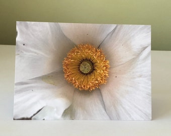 Flower Closeup Greeting Card / White, Poppy, Vibrant, Art Card, Nature