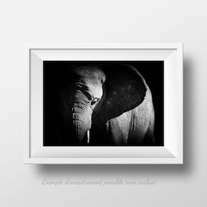 elephant portrait photo in black and white, digital to print