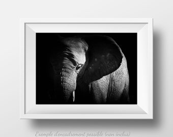 Peut inclure: Une photographie en noir et blanc de la tête et de la trompe d'un éléphant. L'éléphant regarde directement la caméra. L'arrière-plan est sombre.