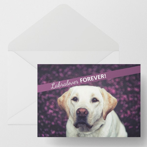 Carte postale photo chien labrador sable yellow labrador  + enveloppe