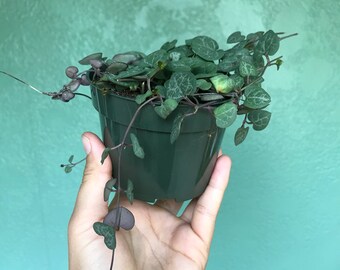 String of Hearts Ceropegia Woodii