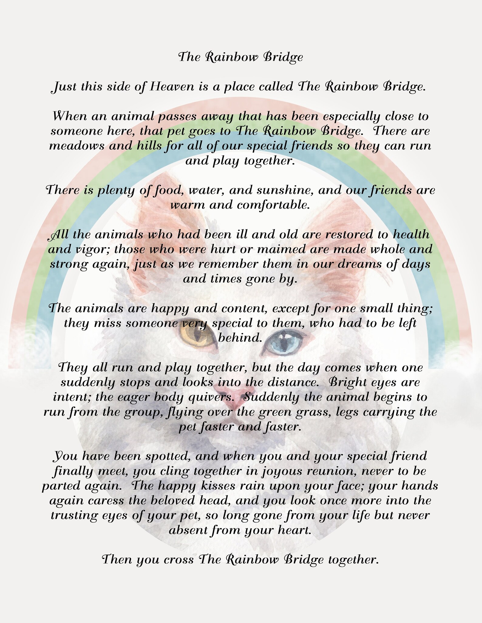 rainbow bridge poem with turkish angora cat background digital etsy