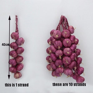 Pu&ograve; includere: Primo piano di due ciocche di cipolle viola appese al soffitto. La ciocca a sinistra &egrave; lunga 40 cm ed &egrave; etichettata "questa &egrave; 1 ciocca". La ciocca a destra &egrave; etichettata "queste sono 10 ciocche".