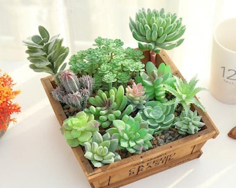 Plantes succulentes fausses de fleur artificielle pour la décoration à la maison, le bonbon succulent multi-espèce romantique pour le