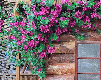 Simulated Bougainvillea Flower Vine of Length 59 inch,Artificial Plant Vine Decoration